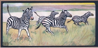 Zebras von John Edwin Noble