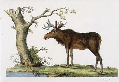 Cervus Alces (Elch) von John Frederick (after) Miller