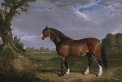 Ein Clydesdale-Hengst von John Frederick Herring