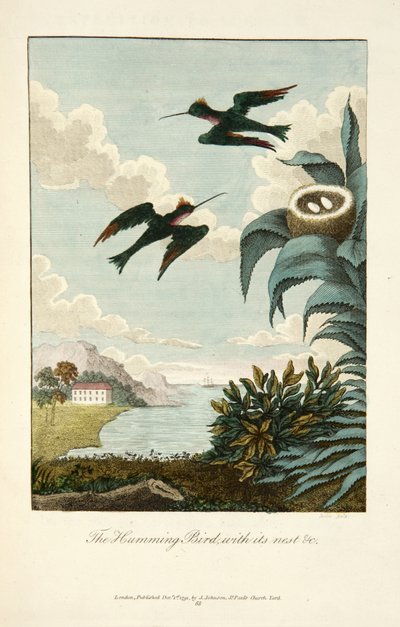 Kolibri mit seinem Nest von John Gabriel Stedman