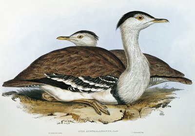 Australischer Trappe von John Gould