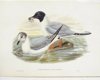 Bonapartemöwe (Larus philadelphia) von John Gould