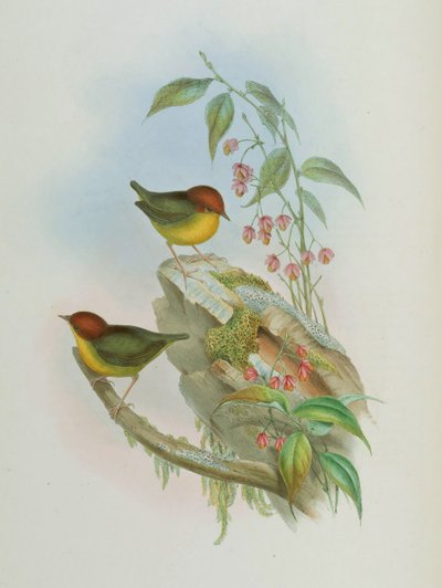 Cettia castaneocoronata von John Gould