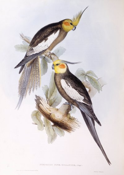 Nymphensittich (Nymphicus hollandicus), Gravur von John Gould von John Gould