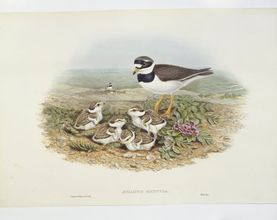 Sandregenpfeifer (Charadrius hiaticula), Illustration von John Gould