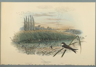 Uferschwalbe von John Gould