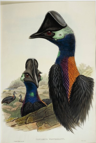 Zwergkasuar (Casuarius bennetti), Gravur von John Gould