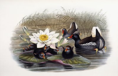Teichhuhn von John Gould