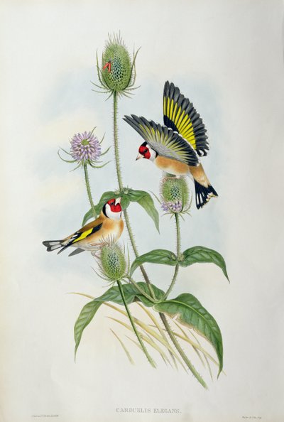 Stieglitz (Carduelis Elegans) von John Gould