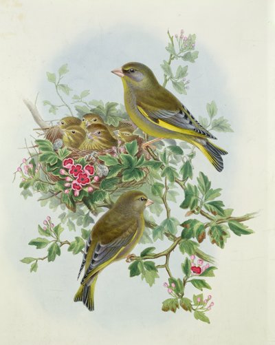 Grünfink, 1873 von John Gould