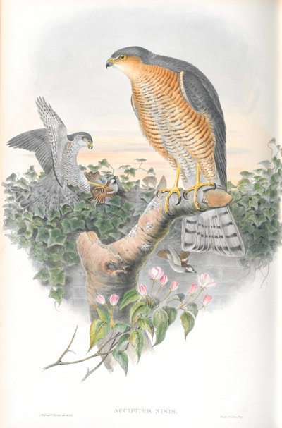 Illustration des Sperber von John Gould