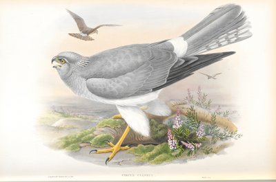 Illustration von Circus Cyaneus (Kornweihe) von John Gould