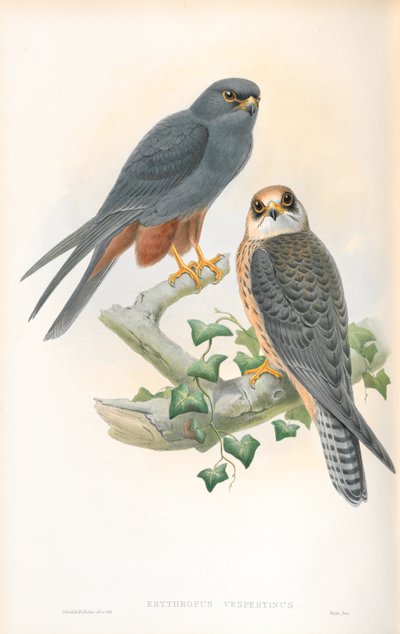 Illustration von Erythropus Vespertinus (Rotfußfalke) von John Gould