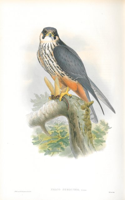 Illustration des Baumfalken von John Gould
