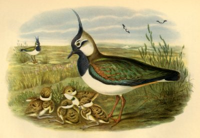 Kiebitz und Junges, 1865, 1942 von John Gould