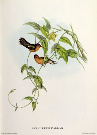 Leucippus Fallax von John Gould
