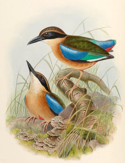 Mangrovenpitta (Blauflügelpitta) Pitta megarhyncha Schlegel von John Gould