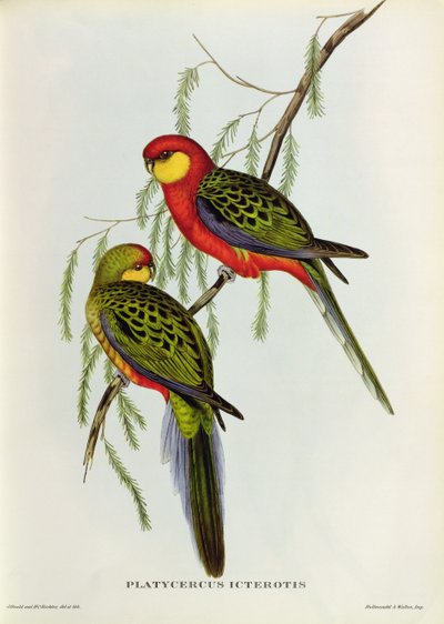 Platycercus Icterotis von John Gould