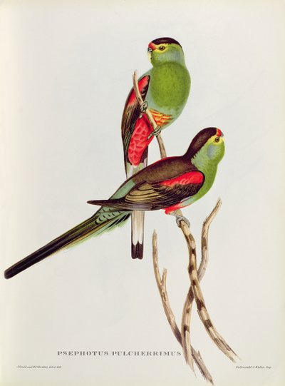 Psephotus Pulcherrimus von John Gould