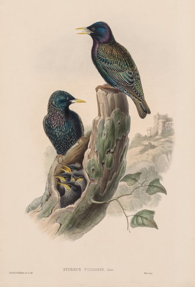 Die Vögel von Großbritannien: Sturnur vulgaris von John Gould