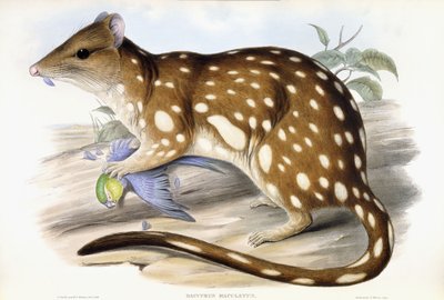 Tiger-Quoll von John Gould