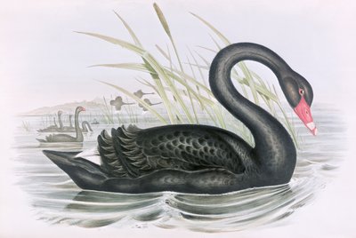 Unbekanntes Bild von John Gould