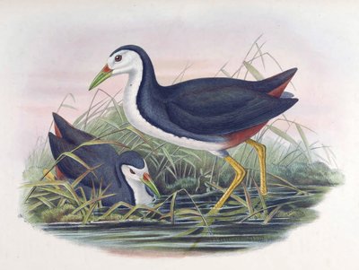 Weißbrust-Wasserhuhn Amaurornis phoenicurus (Pennant) von John Gould