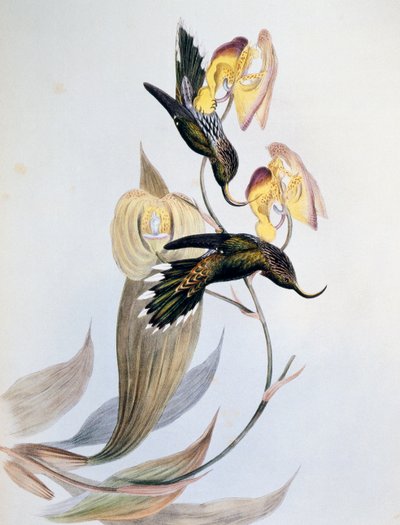 Weißspitzen-Sichelschnabel (Eutoxeres aquila) von John Gould