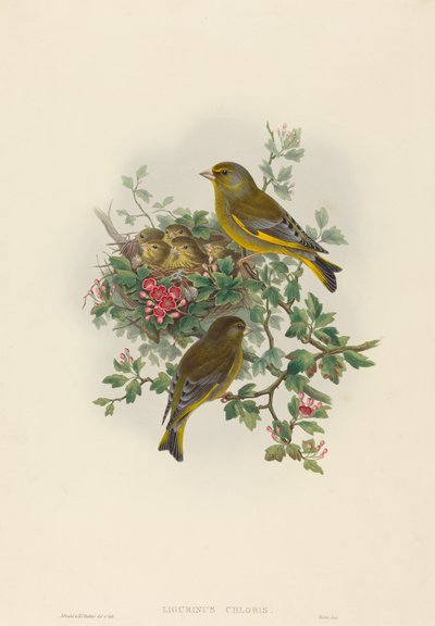 Grünfink von John Gould and H.C. Richter