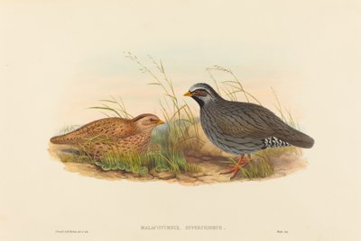 Malacoturnix superciliosus (Bergwachtel) von John Gould and H.C. Richter