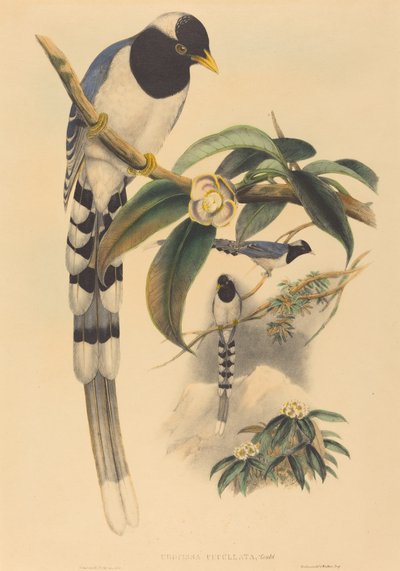 Urocissa cucullata von John Gould and H.C. Richter