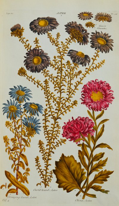 Aster, 1759-73 von John Hill