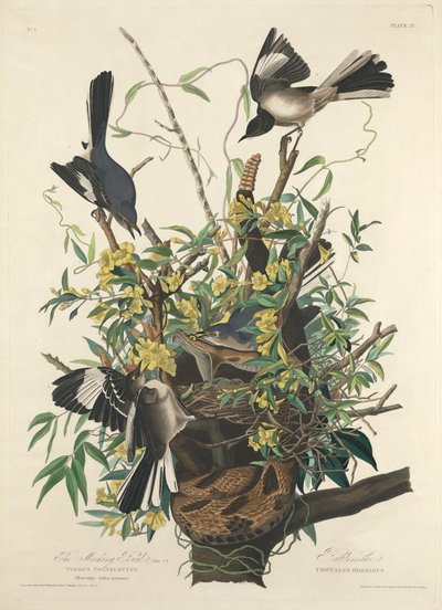 Der Spottdrossel von John James (after) Audubon