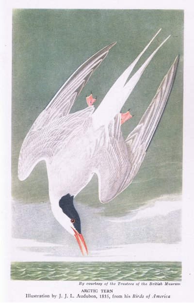 Arktische Seeschwalbe von John James Audubon