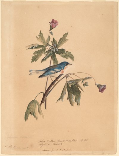 Blaugelber Waldsänger von John James Audubon
