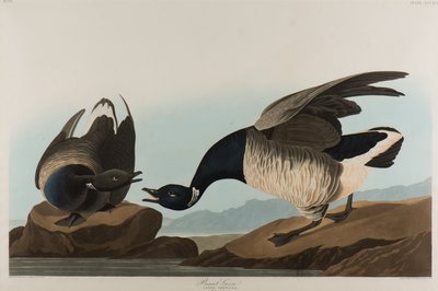 Ringelgans, 1837 von John James Audubon