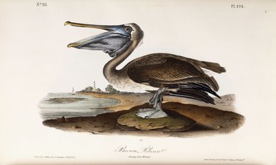Brauner Pelikan von John James Audubon