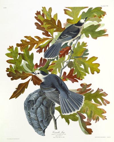 Kanadahäher von John James Audubon