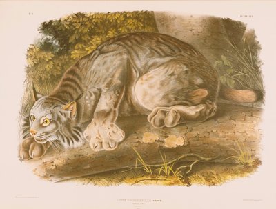 Kanadischer Luchs von John James Audubon