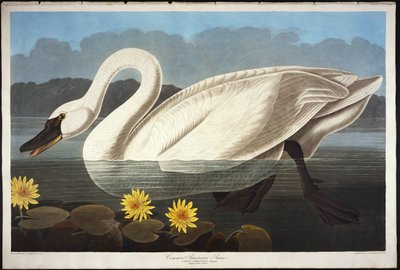 Gewöhnlicher amerikanischer Schwan. Pfeifschwan von John James Audubon