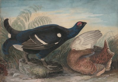 Englische Auerhähne von John James Audubon