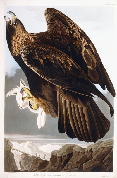 Steinadler, 1833 von John James Audubon
