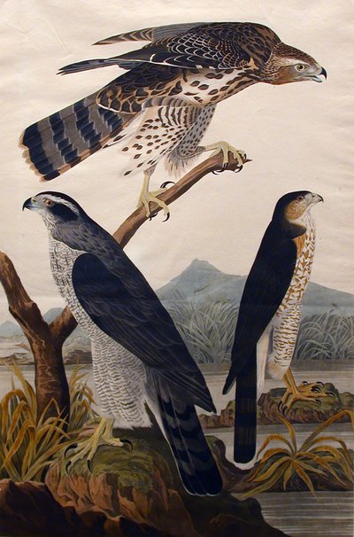 Habicht, Stanley Hawk Nr. 29, 1830 von John James Audubon
