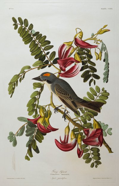 Grauer Tyrann. Grauer Königsvogel von John James Audubon