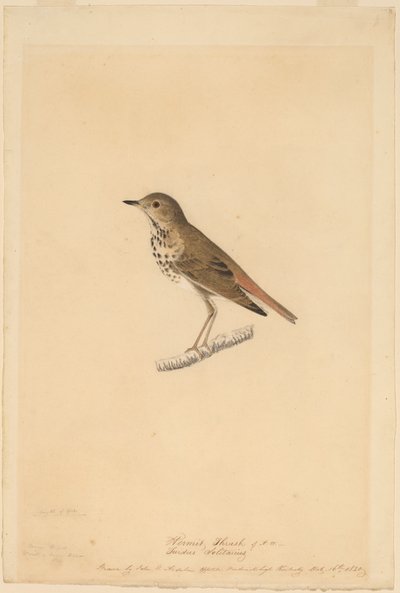 Einsiedlerdrossel von John James Audubon