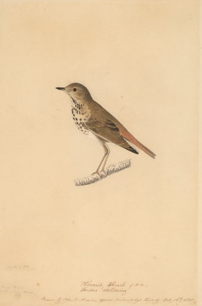 Einsiedlerdrossel, 1820 von John James Audubon