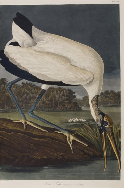 Illustration aus 