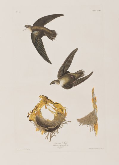 Illustration aus 