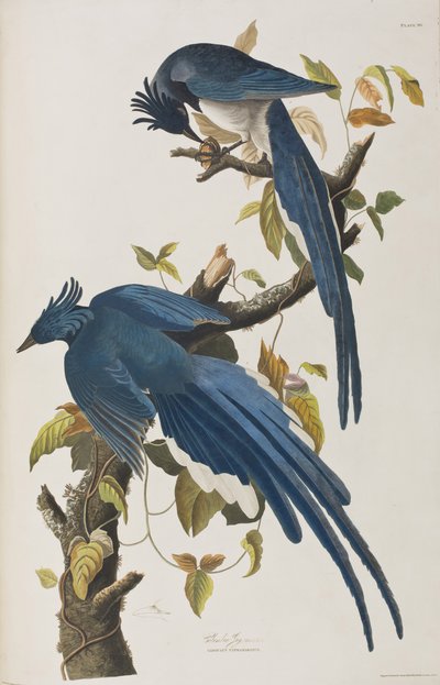 Illustration aus 