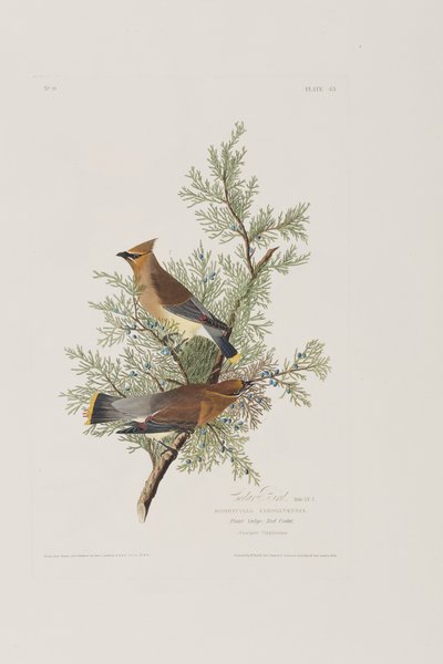 Illustration aus 